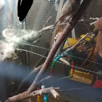 قفس و پرنده