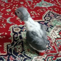 کاسکو سرلاکی