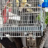 قناری نسل خوب نر وماده