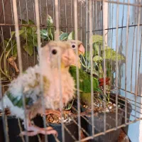 جوجه گرینجیک سرلاکی