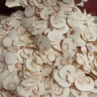 پخش قارچ خوراکی