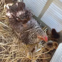 جوجه گلین لری اصیل مامونیه