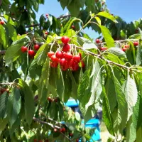 اجاره باغ گیلاس و آلوبالو