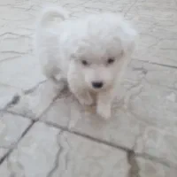 دو قلاده توله پامر نر سه‌ماهه