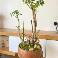 بونسای|گل و گیاه طبیعی|خمینی‌شهر, |دیوار