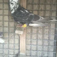 فروش تکی یاباهم