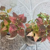 طلا|جواهرات|آبدانان, |دیوار