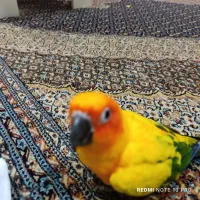 طوطی
