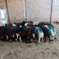بره نر سرخ کله عروس خوشگل یک تیپ دامداری نجبایی
