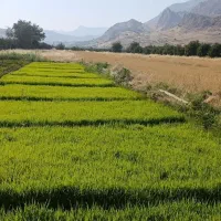 فروش تخم شمیم نخ بلند ،تمیز درجه یک
