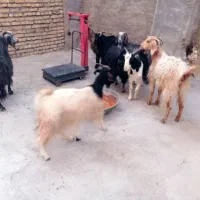 بز خشک