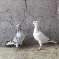 کفتر سار شامی جوکی اوغون