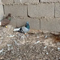 کبوتر|پرنده|بوشهر, |دیوار