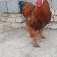 برهما 8 ماهه نژاد اصیل
