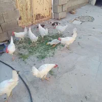خروس