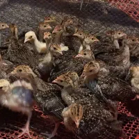 جوجه بوقلمون برنز انگلیس