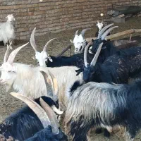 بز گوشتی