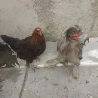 مرغ خروس  ونوچه