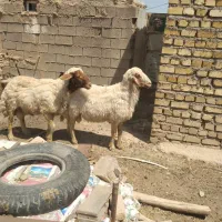 فروش دو راس قوچ سنجابی