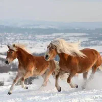 اسب مادیان