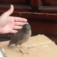 جوجه مرغ مینا یک ماهه