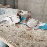 جفت جوجه پیازی