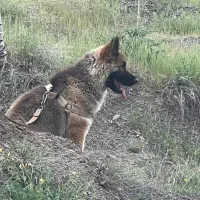 سگ ژرمن