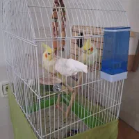 یه جفت عروس هلندی و ۹عدد جوجه.