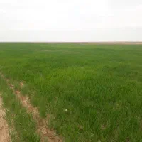 فروش‌فوری‌زمین‌کشاورزی‌دیم‌