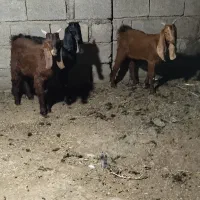 سه راس بزغاله نرجنس پاکستانی