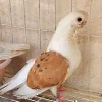 کبوتر زینتی