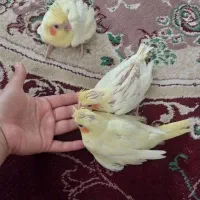 جوجه عروس هلندی ۲۵ روزه