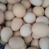 فروش تخم مرغ محلی