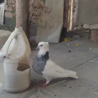 طوقی هفت رنگ