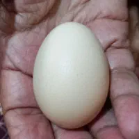 تخم مرغ عربی