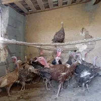 تعدادی بوقلمون سرحال
