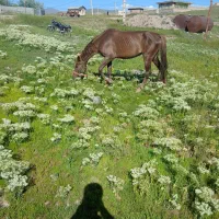 اسب مادیان