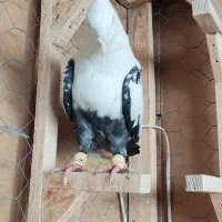 کفتر جوجه دمبی ۳عدد روهم دونه ۱ملیون