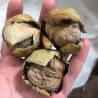 گردو‌ درشت میگون