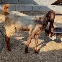 نر پاکستانی
