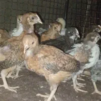 جوجه مرغ و جوجه خروس