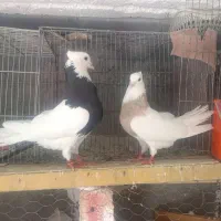 طوق|پرنده|چرداول, |دیوار