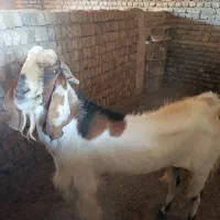نر بز|حیوانات مزرعه|زاوه, |دیوار