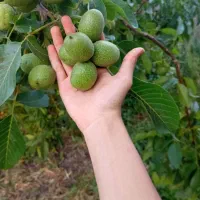 فروش بذر گردوی ژنوتیپ‌ جهت تولید نهال/  درخت مادری