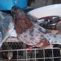 جفت سرور