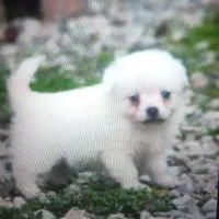 سگ خونگی بازیگوش حرف گوش کن سالم و ناز