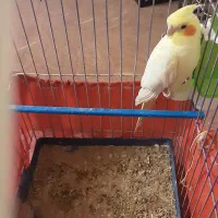 عروس هلندی