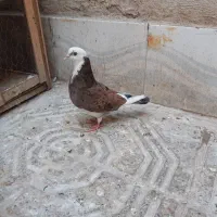 ۲ تا کفتر نر