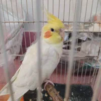 عروس هلندی سخنگو زرد با قفس و همه چی