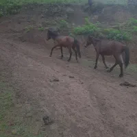 اسب نر کاسپین